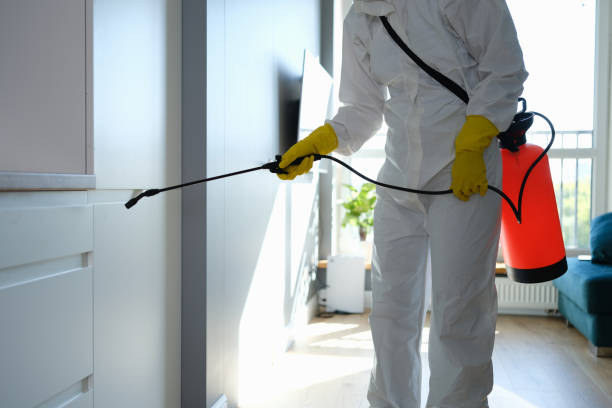 Best Post-Flood Mold Remediation in Pleasant Hill, TX