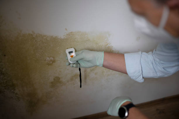 Best Emergency Mold Remediation in Pleasant Hill, TX