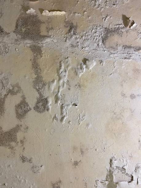 Best Residential Mold Remediation in Pleasant Hill, TX