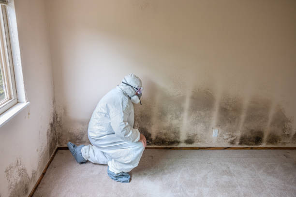 Best Crawl Space Mold Remediation in Pleasant Hill, TX