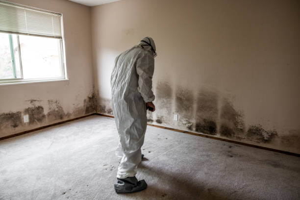 Best Attic Mold Remediation in Pleasant Hill, TX