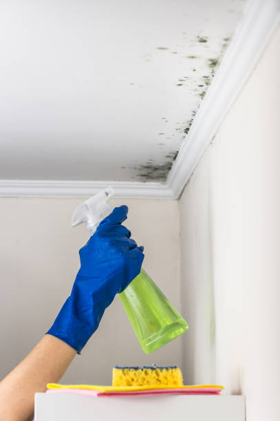 Best Residential Mold Remediation in Pleasant Hill, TX